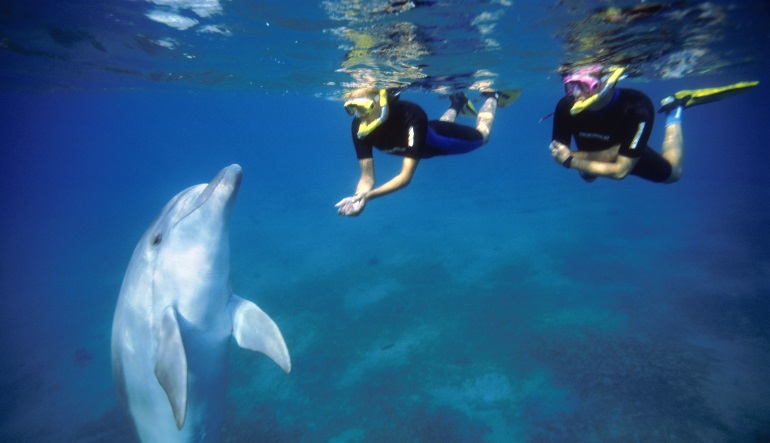 Schnorcheln mit Delfinen
